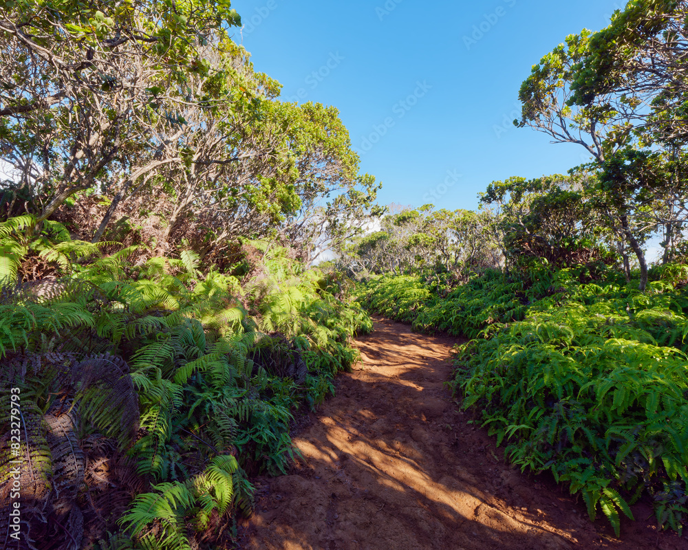 Scenic pathway in Kokee State Park, Kauai, Hawaii, USA. Scenic pathway in Kokee State Park, Kauai, Hawaii, USA.