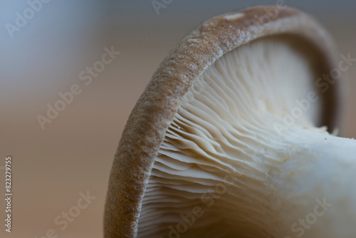 Extreme close up of an eryngi mushroom
 photo