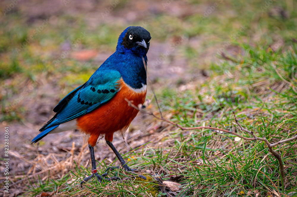 Obraz premium Superb starling in a grassy meadow. Lamprotornis superbus