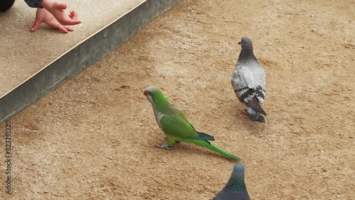 In a city park, hand feeding a green parrot and a gray pigeon on sandy ground, illustrating urban wildlife interaction photo