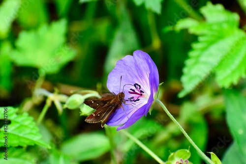 Closeup of a Clouded Skipper butterfly on Rozanne geranium in a summer garden photo