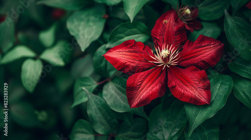 Beautiful large scarlet clematis flower on a backgroun