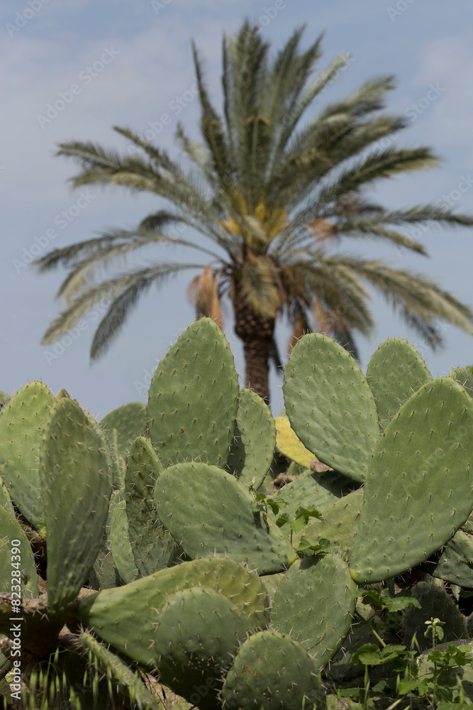 custom made wallpaper toronto digitalA type of cactus that you can grow at home