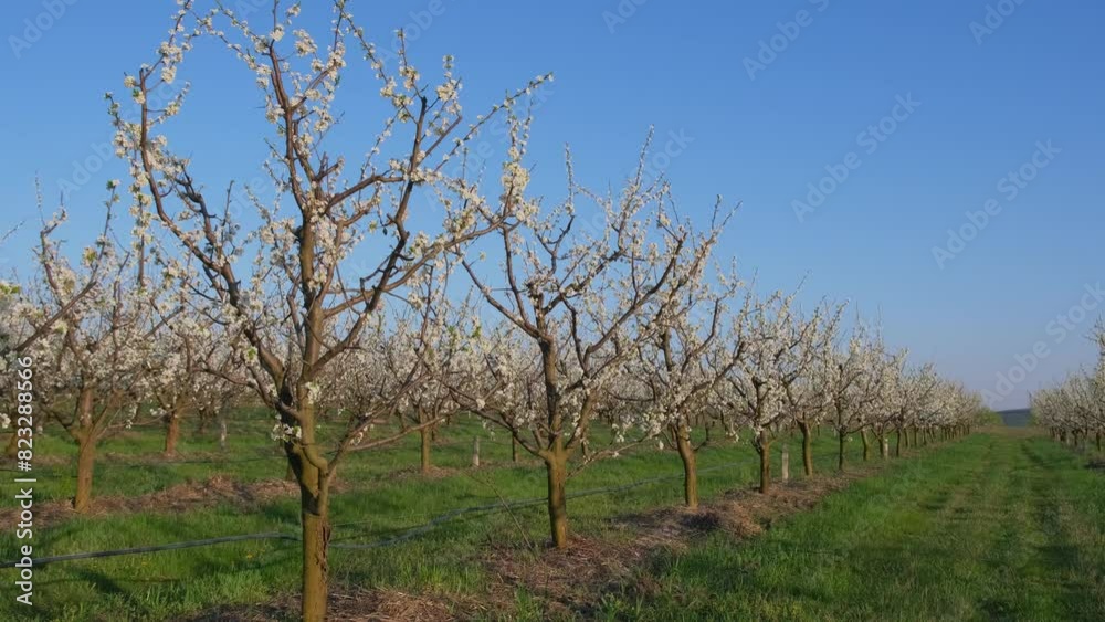 Lush green orchard with blooming fruit trees under a clear blue sky in spring, creating a peaceful outdoor scene Lush green orchard with blooming fruit trees under a clear blue sky in spring, creating a peaceful outdoor scene
