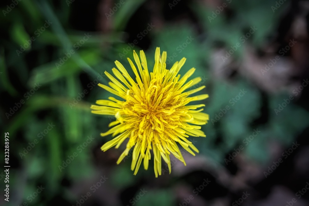 Closeup of a yellow dandelion in a field Closeup of a yellow dandelion in a field