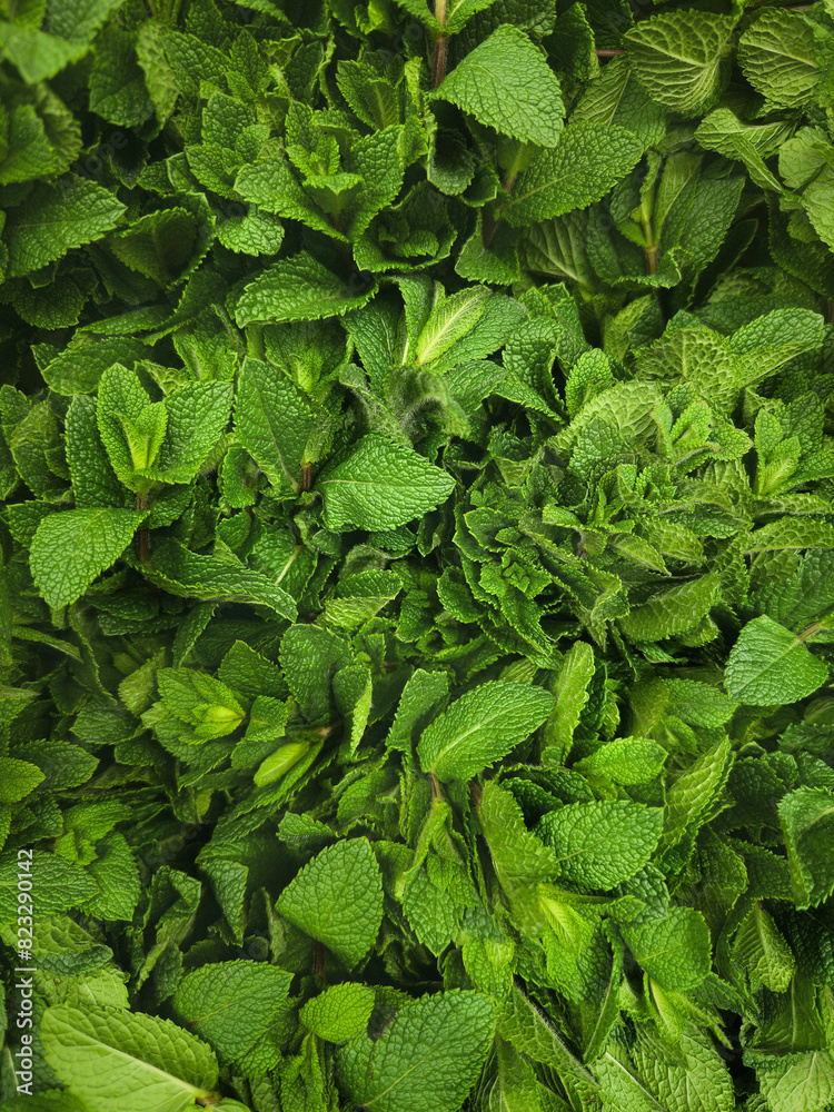 Full frame view from above bunches of fresh, vibrant green mint leaves
Full frame view from above bunches of fresh, vibrant green mint leaves
