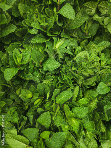 Full frame view from above bunches of fresh, vibrant green mint leaves
 photo
