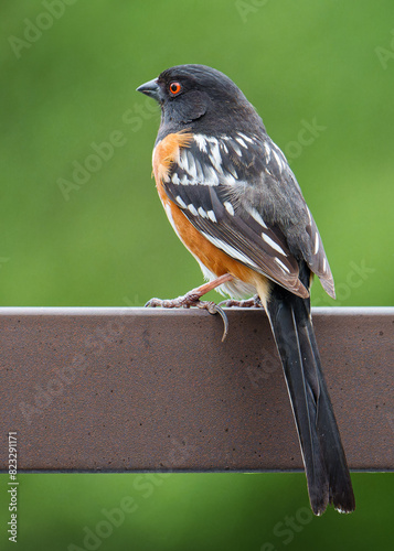 Spotted Towhee perched on a metal railing