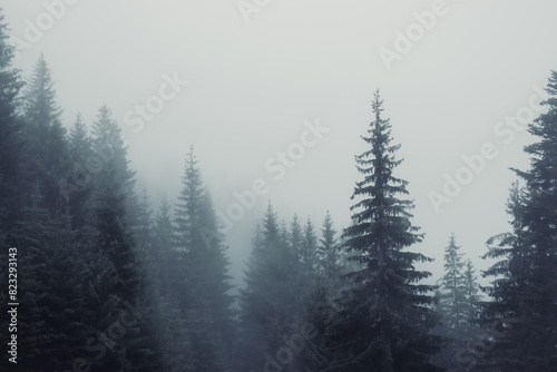 tall pine trees sit in the fog along the edge of a path © Wirestock