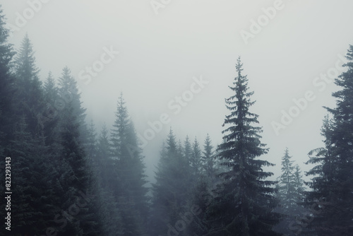 tall pine trees sit in the fog along the edge of a path