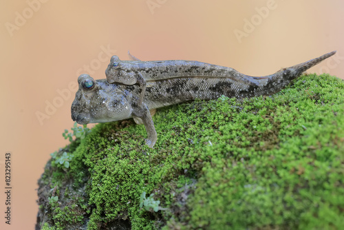 Two barred mudskipper fish are resting on a rock covered with moss. This fish, which is mostly done in the mud, has the scientific name Periophthalmus argentilineatus. photo