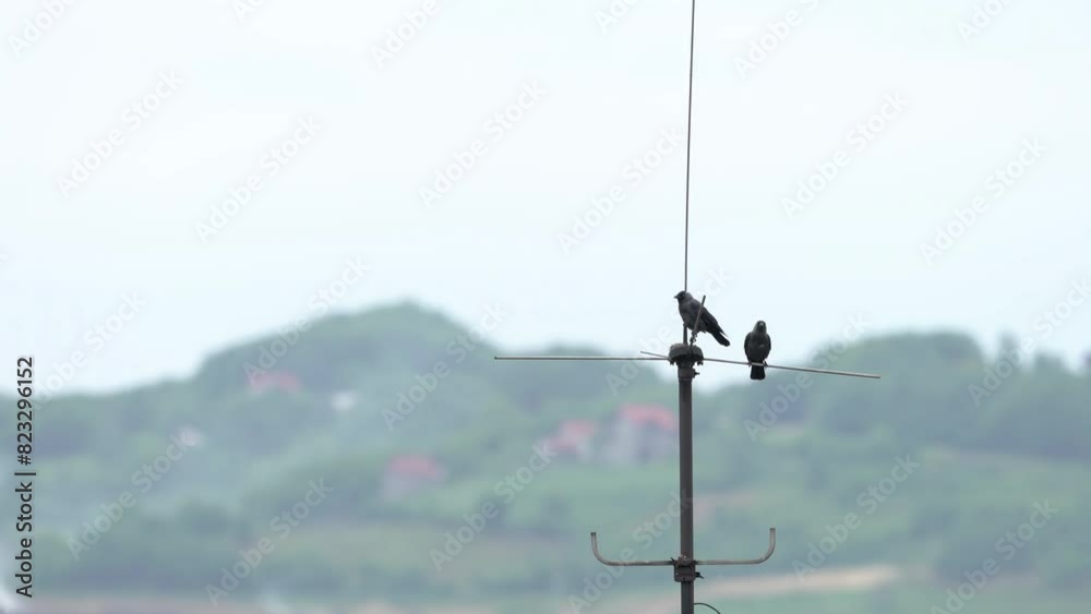 Western Jackdaws high on the antenna, observation (Coloeus monedula) - (4K) Western Jackdaws high on the antenna, observation (Coloeus monedula) - (4K)