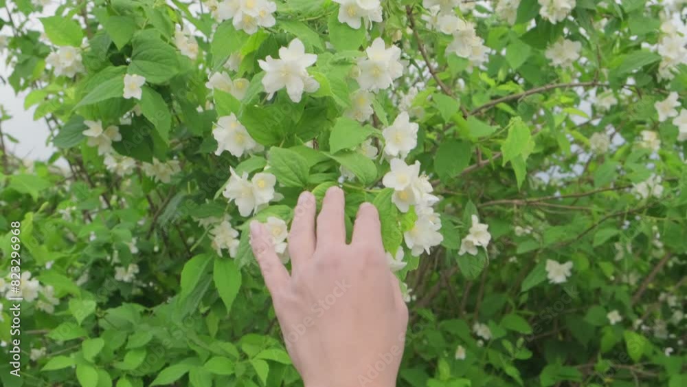 girl runs her hand over blooming jasmine flowers
girl runs her hand over blooming jasmine flowers