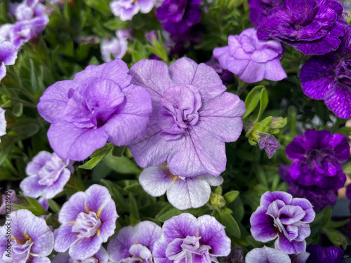 Pink purple blooming Petunia double flowers in decorative flower pot hanging on balcony terrace fence close up