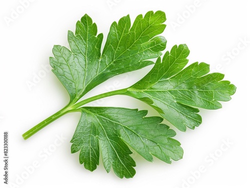 High-resolution image of a single parsley leaf cleanly isolated on white for a striking contrast