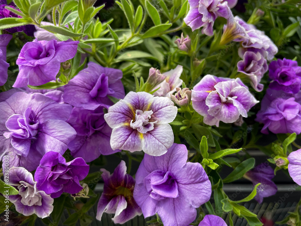 Pink purple blooming Petunia double flowers in decorative flower pot hanging on balcony terrace fence close up Pink purple blooming Petunia double flowers in decorative flower pot hanging on balcony terrace fence close up