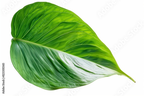 green leaf isolated on white