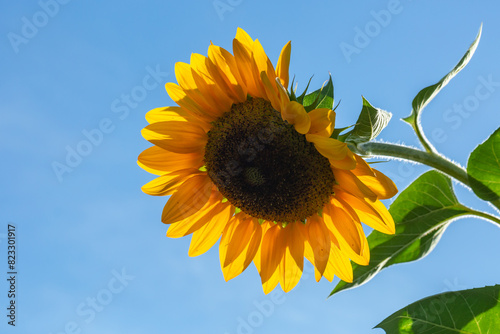 Blooming sunflower on a blue background closeup on a summer sunny day. Sunflower with bright yellow petals on a blue sky background in the summertime.	