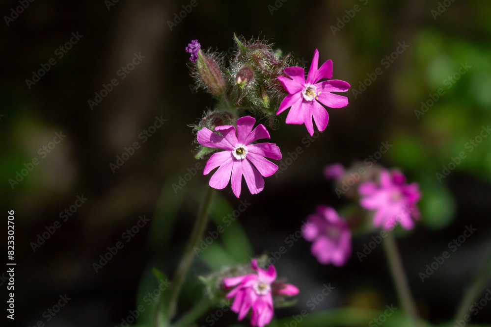 Red campion (Silene dioica), red catchfly, wild plant, flower meadow, panorama Red campion (Silene dioica), red catchfly, wild plant, flower meadow, panorama