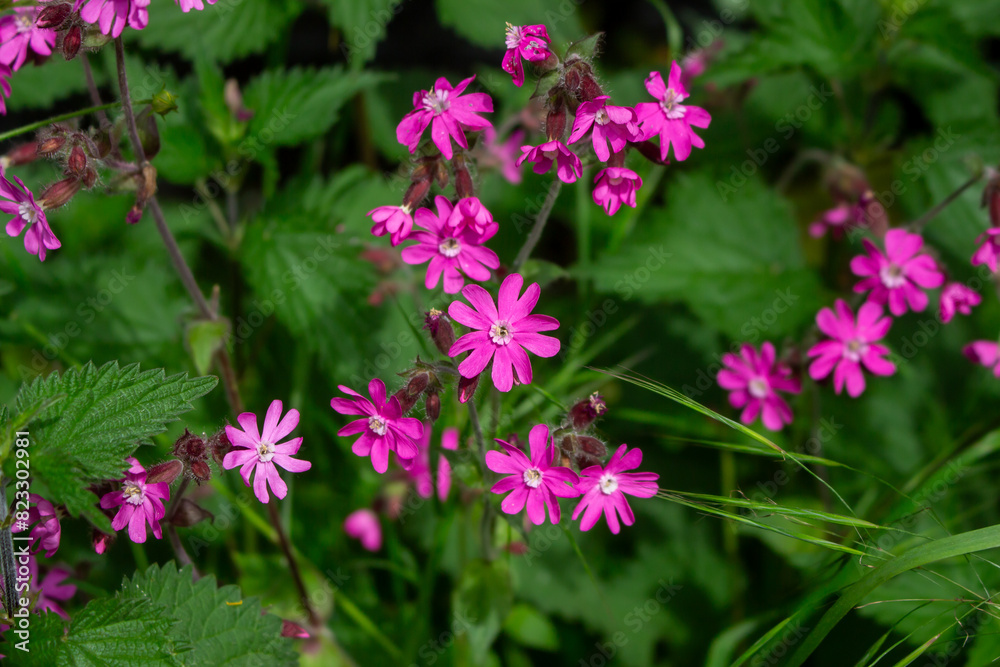 Red campion (Silene dioica), red catchfly, wild plant, flower meadow, panorama