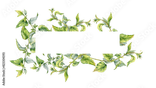 Frame with stem of nettle watercolor isolated on white. Illustration of the medicinal plant Urticaria dioica. Frame of stinging plant with green leaves hand drawn. For label, packaging, apothecary photo