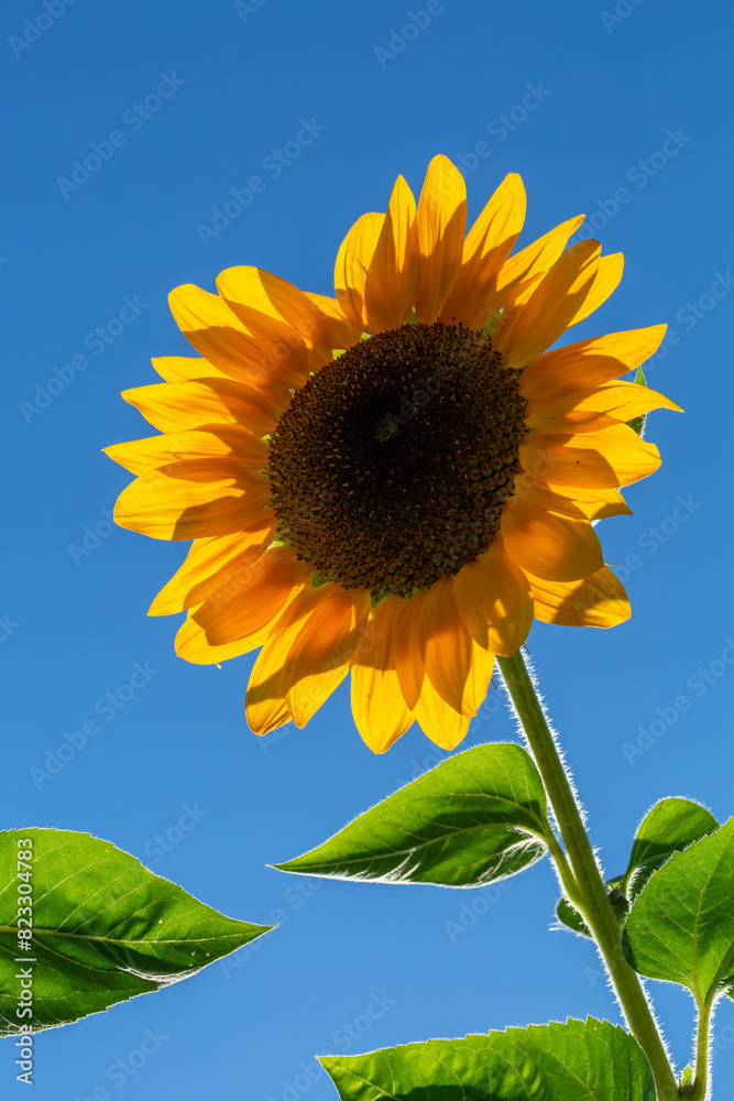 Blooming sunflower on a blue background closeup on a summer sunny day. Sunflower with bright yellow petals on a blue sky background in the summertime. Blooming sunflower on a blue background closeup on a summer sunny day. Sunflower with bright yellow petals on a blue sky background in the summertime.