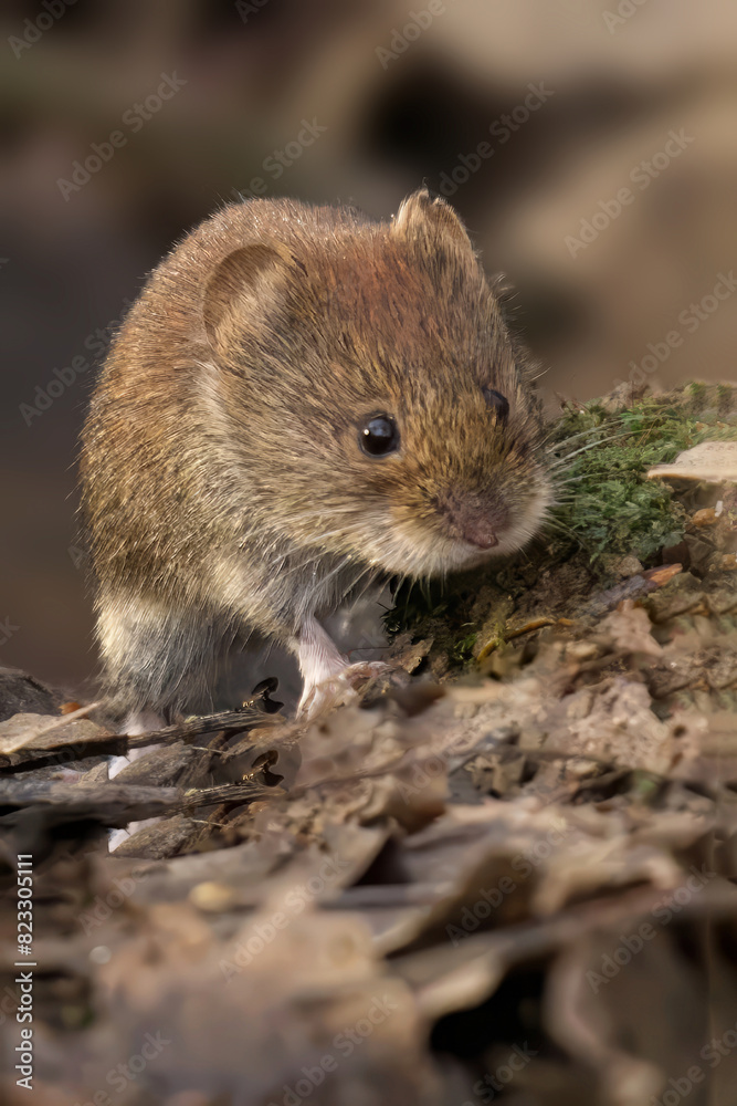Closeup of a Bank Vole on dried leaves Closeup of a Bank Vole on dried leaves