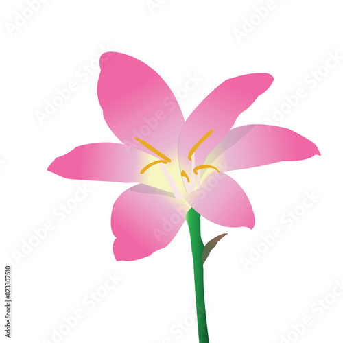 Pink lily flower vector illustration. Pink rain lily hand drawing. Lily Vector art.