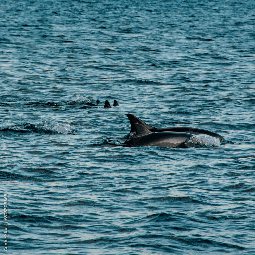Naklejka premium A group of mauritian dolphins