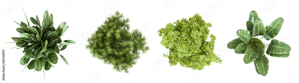 Fototapeta premium Top view green tropical plant isolated on white