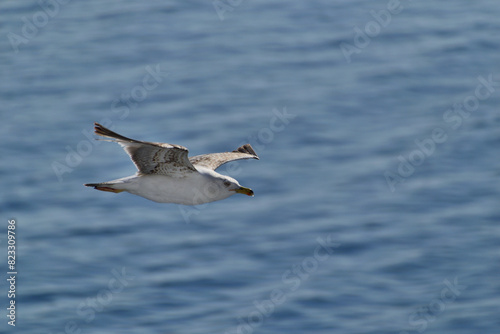 seagull in flight - aegean sea  near Kavala