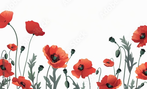 red poppies flowers isolated on a white background
