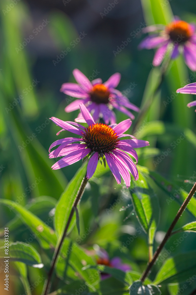 Fototapeta premium Blooming purple coneflowers on a green background on a sunny summer day macro photography. Echinacea flower with bright violet petals close-up photo in summer. 