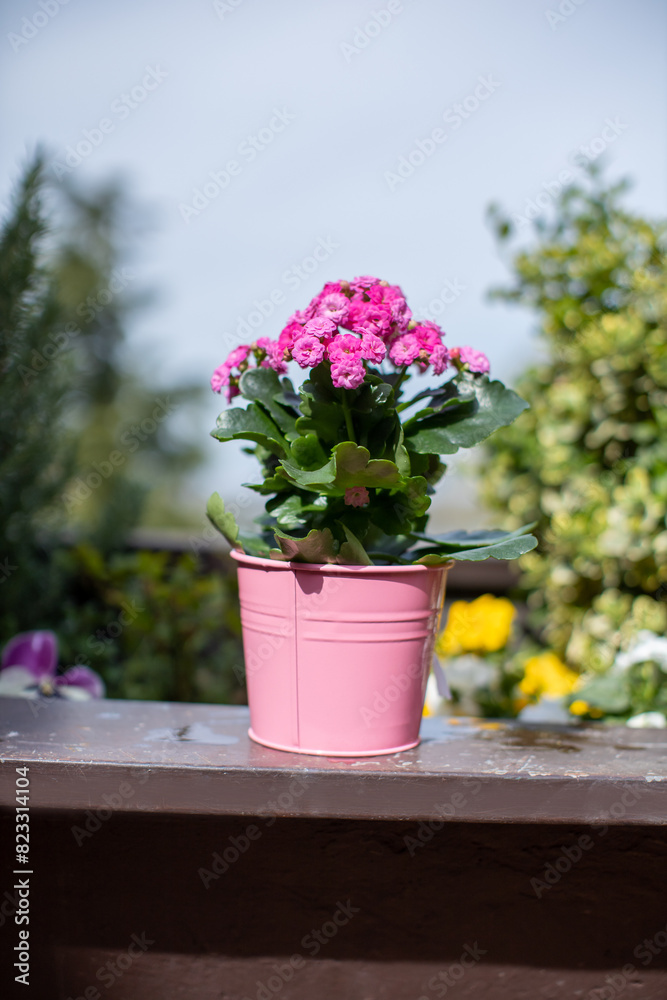 pink kalanchoe flowers in a pastel pot displayed on garden table