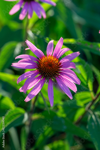 Blooming purple coneflowers on a green background on a sunny summer day macro photography. Echinacea flower with bright violet petals close-up photo in summer.  