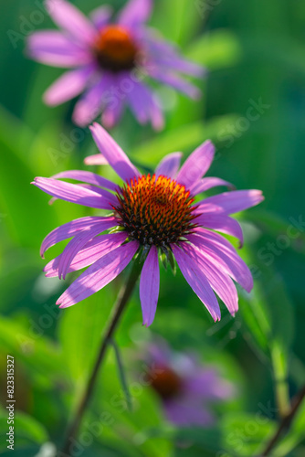 Blooming purple coneflowers on a green background on a sunny summer day macro photography. Echinacea flower with bright violet petals close-up photo in summer.	
