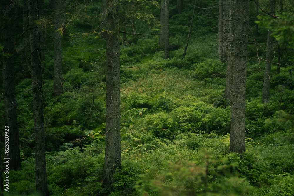 Fototapeta premium Forest with trees and mossy ground