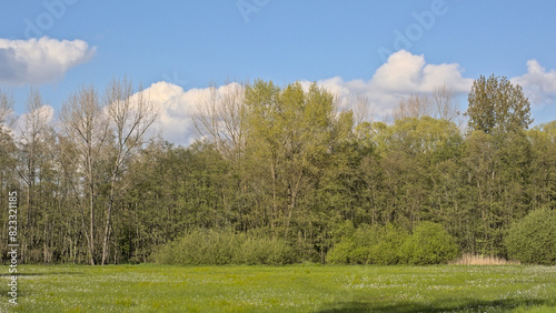 Meadow and fresh green spring forest in Het Broek nature reserve, Willebroek, Flanders, Belgium  photo