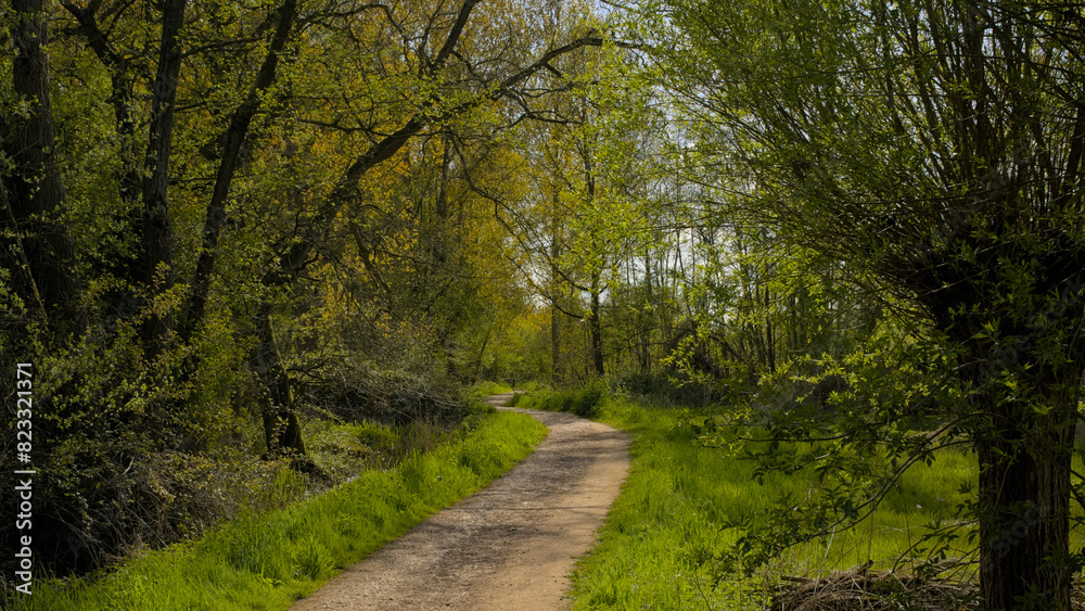 Path along Fresh green spring trees reflecting in the woods of Het Broek nature reserve, Willebroek, Flanders, Belgium Path along Fresh green spring trees reflecting in the woods of Het Broek nature reserve, Willebroek, Flanders, Belgium