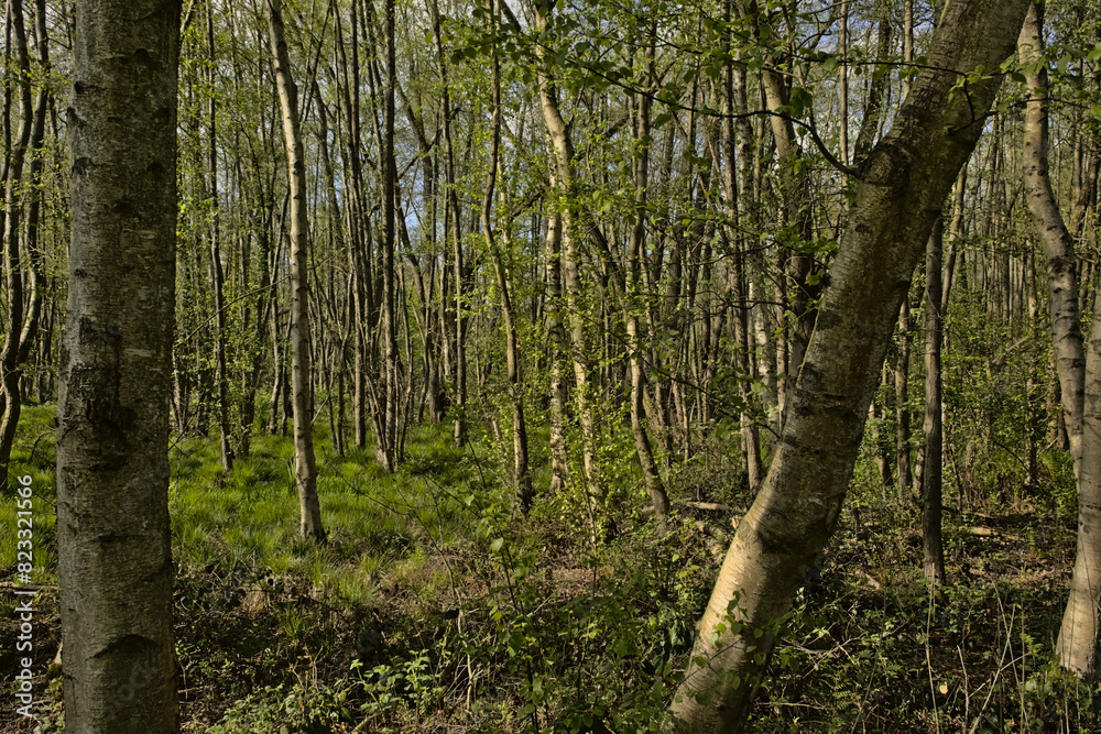 Fototapeta premium Fresh green spring forest in in Blaasveldbroek nature reserve, Willebroek, Belgium 