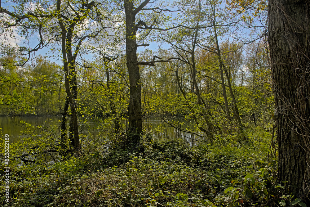 Pool in a sunny fresh green spring forest in in Blaasveldbroeknature reserve, Willebroek, Belgium Pool in a sunny fresh green spring forest in in Blaasveldbroeknature reserve, Willebroek, Belgium