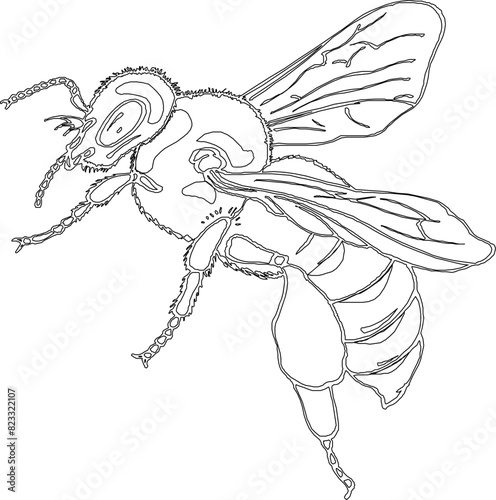 Sketch illustration vector detailed design drawing of poisonous bee flying insect animal with wide wings
