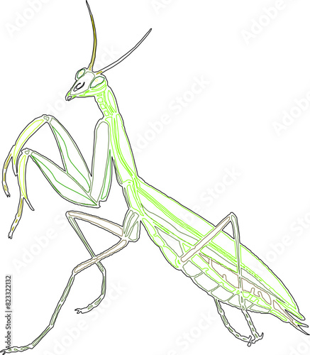 Sketch illustration vector drawing detailed design of praying mantis insect animal with long barbels