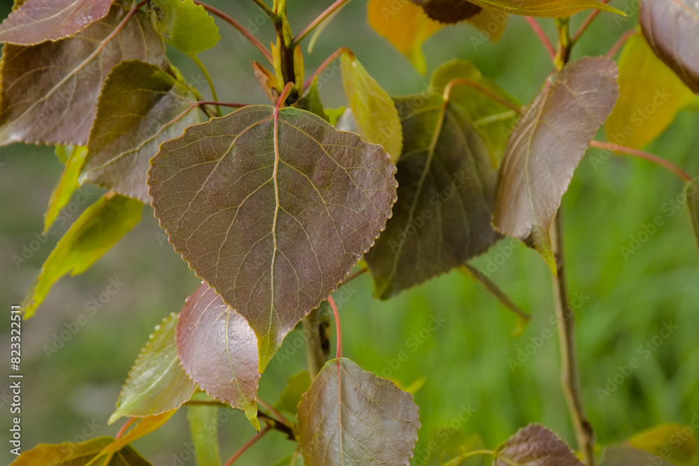 Red and green leaves of a black poplar, closeup with bokeh background - Populus nigra Red and green leaves of a black poplar, closeup with bokeh background - Populus nigra