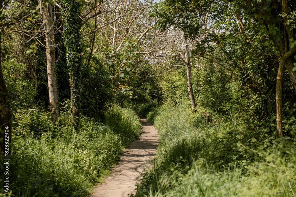 Naklejka premium path in the forest