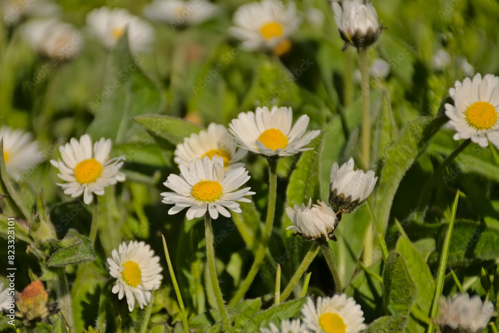 Daisies and clover in a green lawn, overhead view - Bellis perennis 