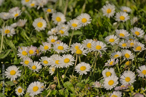 Daisies and clover in a green lawn, overhead view - Bellis perennis 