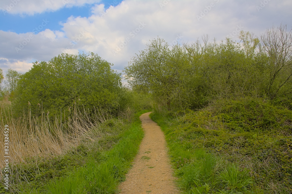 Fototapeta premium Hiking trail along wetlands with reed and fresh green forest on a sunny spring day in Blaasveldebroek nature reserve, Willebroek, Belgium 