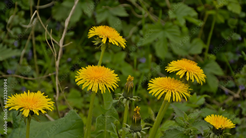 Bright yellow dandelion flowers in a green meadow - Taraxacum Bright yellow dandelion flowers in a green meadow - Taraxacum