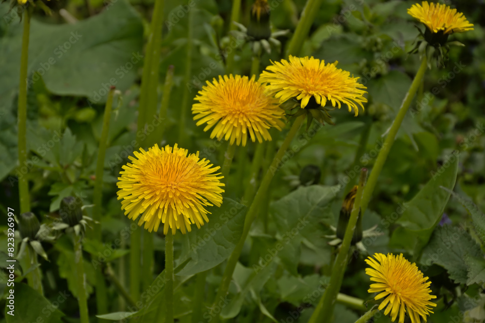 Bright yellow dandelion flowers in a green meadow - Taraxacum Bright yellow dandelion flowers in a green meadow - Taraxacum